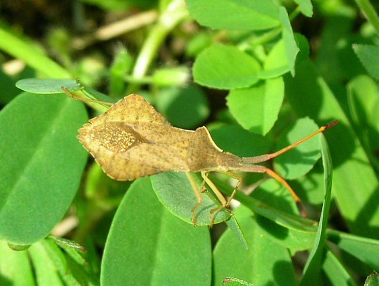 Piccolo insetto irrequieto fra l''erba ...Syromastus rhombeus